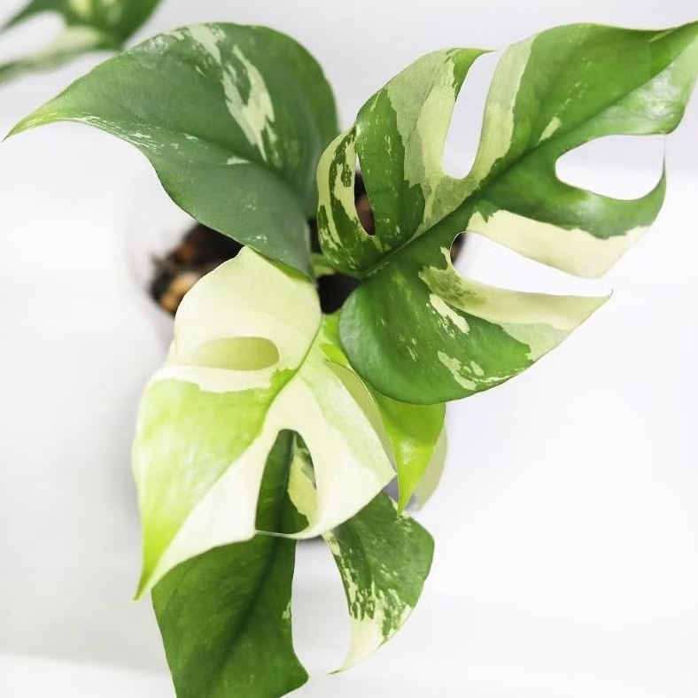 *PROMO* Monstera Tetrasperma Varigata/ Monstera Mini Varigata/ Tetrasperama Daun Pancing Varigata