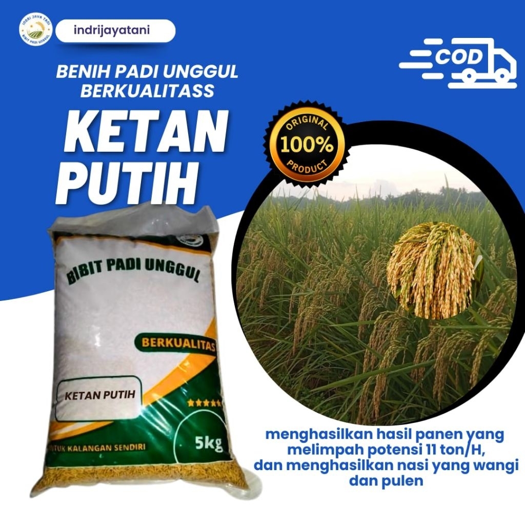 benih padi KETAN PUTIH 5kg