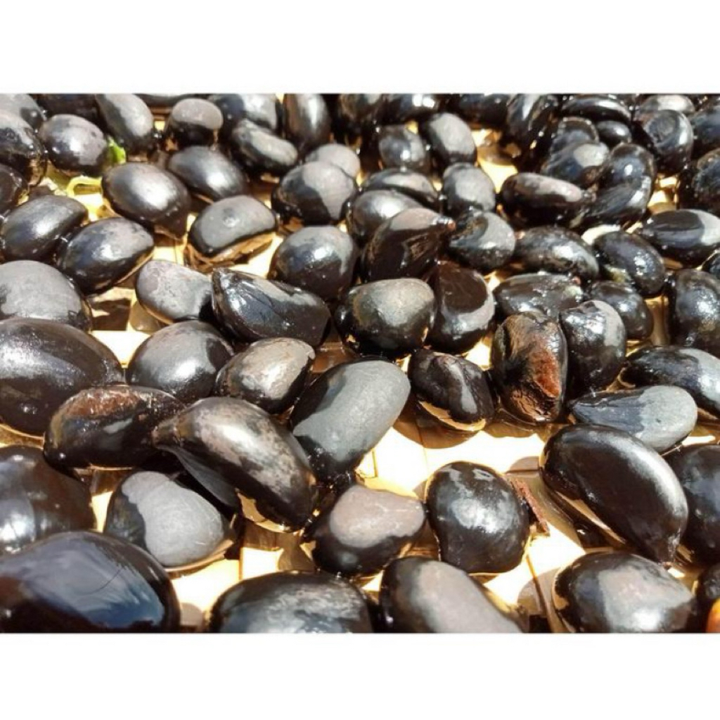 

Biji Aren Genjah Unggul Kutim beli 100biji gratis 10biji