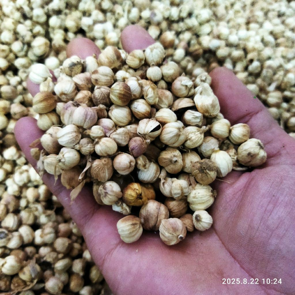 

kapulaga rejeck bersih alami 100gram