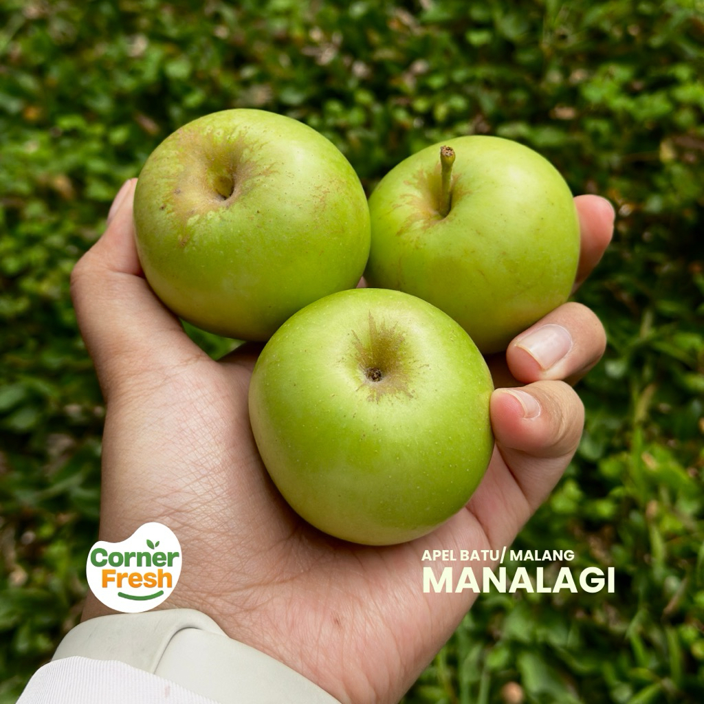 

Apel Manalagi Khas Kota Batu ukuran Kecil 1 kg isi 15-18 buah