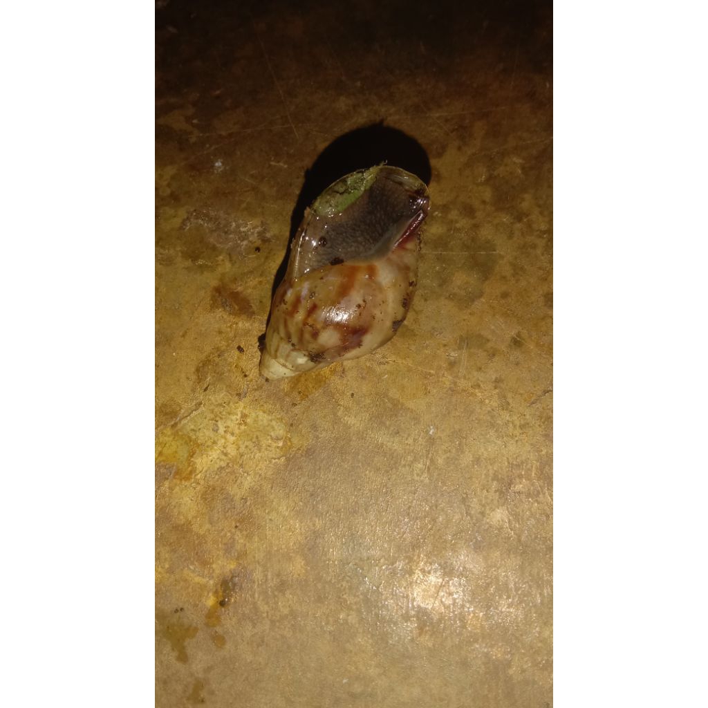 Bekicot/tengek darat masih hidup 5 biji