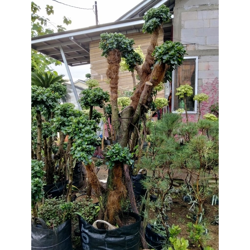 Tanaman hias bonsai beringin Korea dolar mikro 2meter  beringin dolar Korea mikro