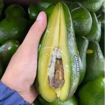 

Alpukat Menteng super legit paket 3kg