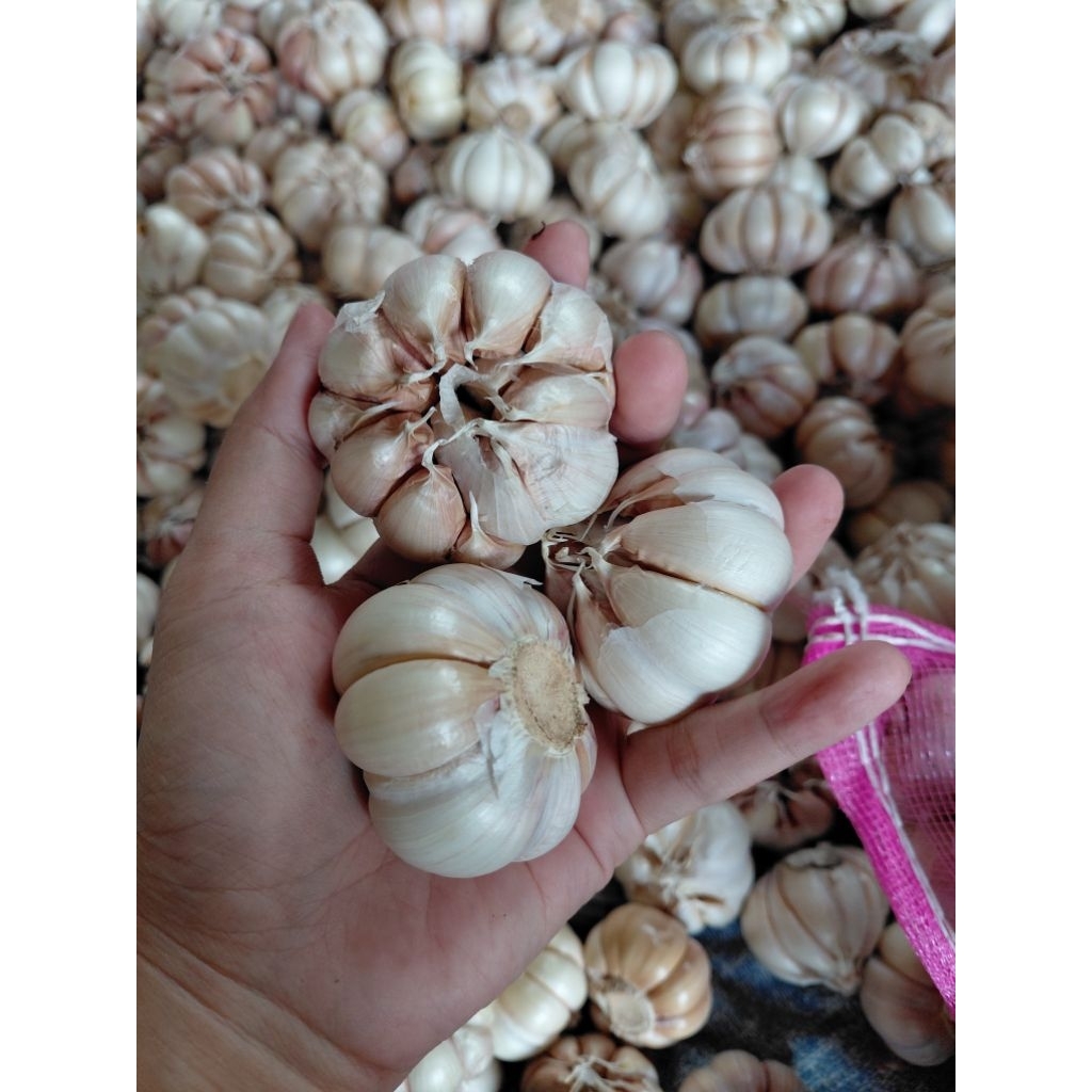 

Bawang putih kering bersih berat 500gram