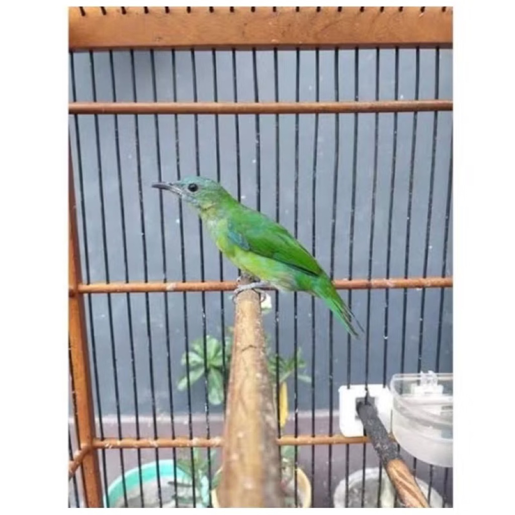 Burung Ccak Cungkok Betina Pilihan Mulus Masteran Handal