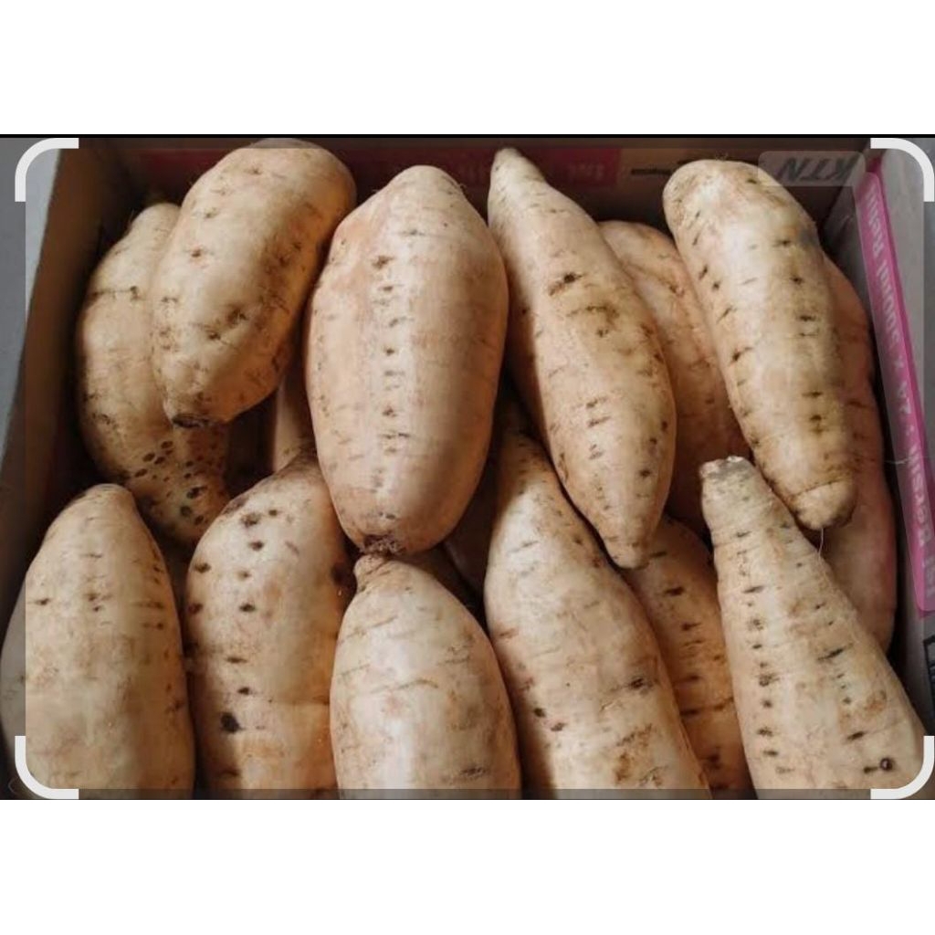 

Ubi Cilembu/ubi madu