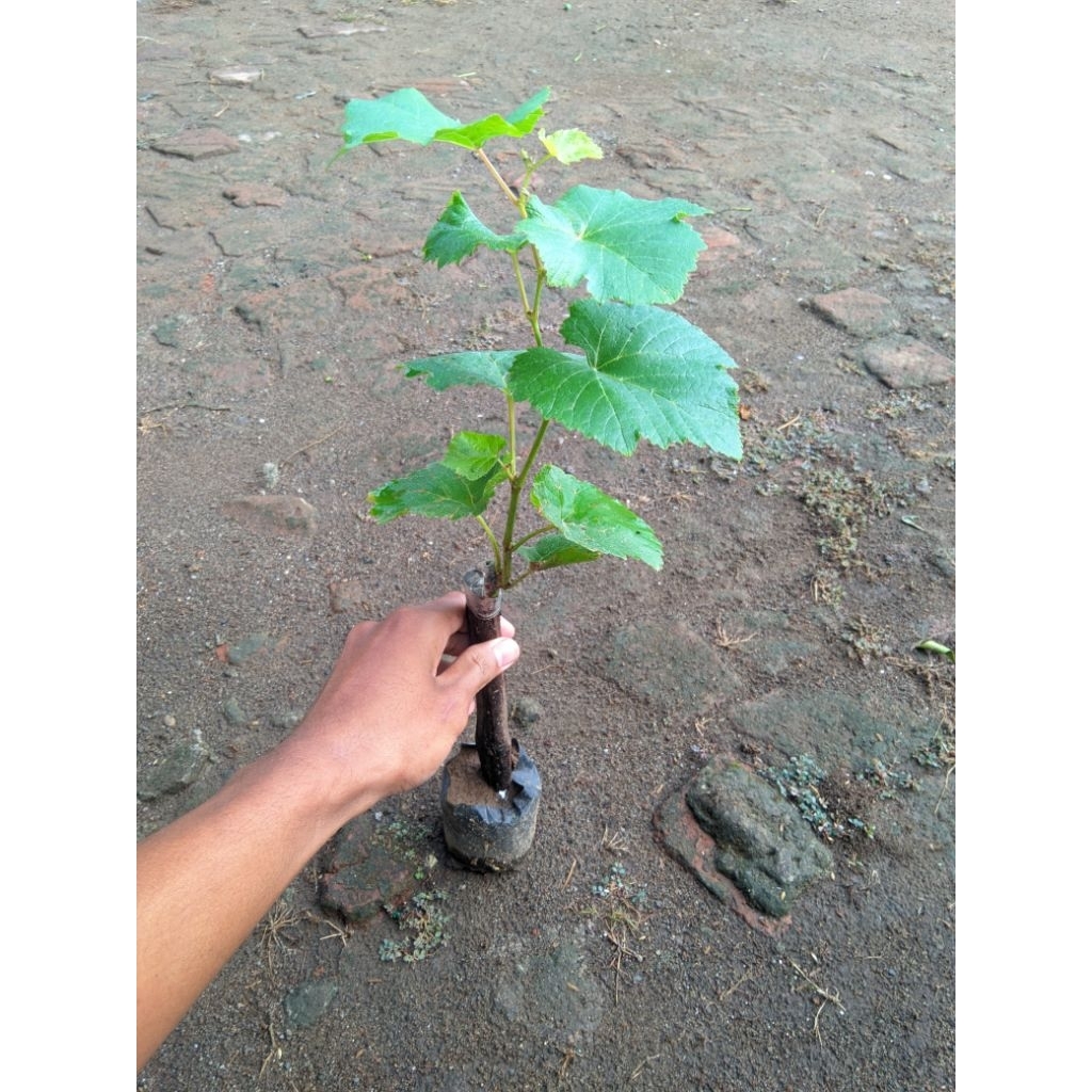 

bibit anggur import berkualitas