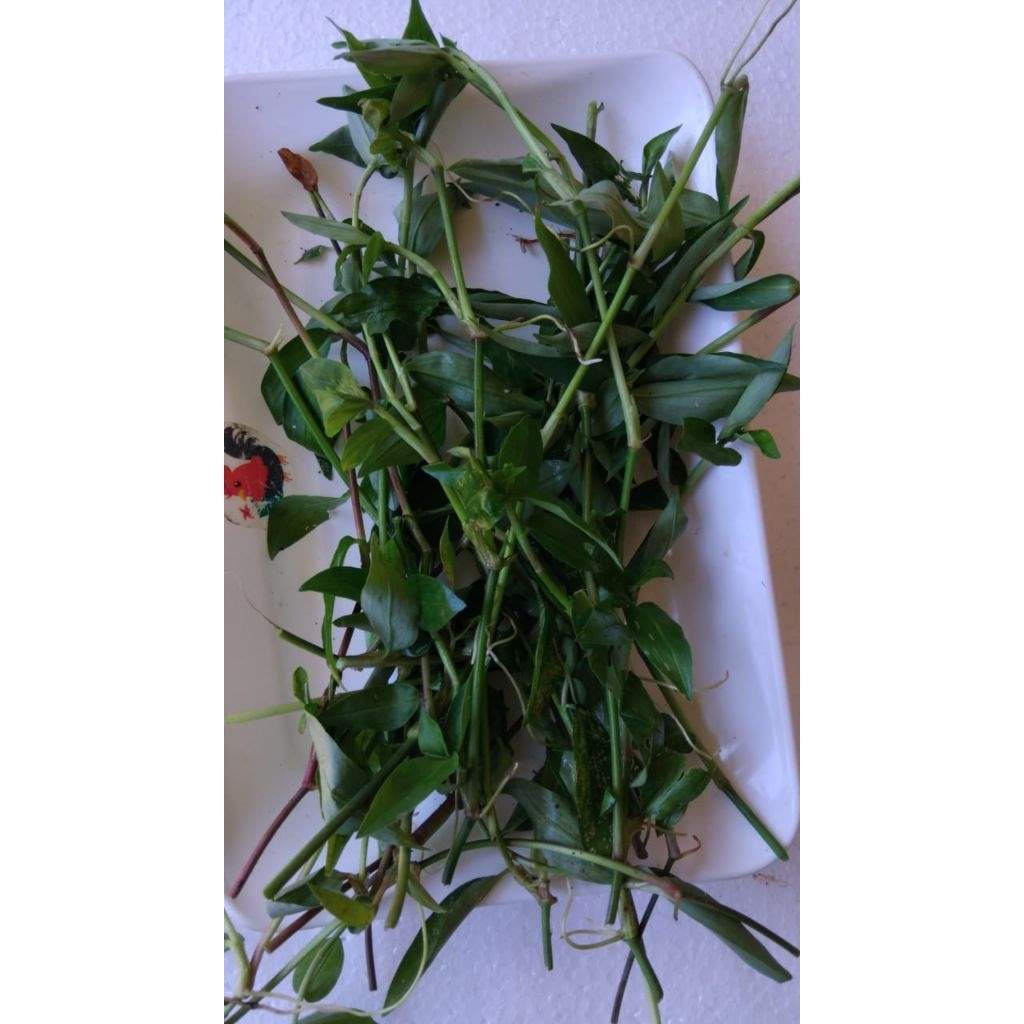 

Daun gewor daun awur awur daun talisaid 150 gram