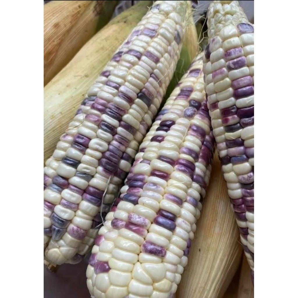 

Jagung Batik / jagung ketan