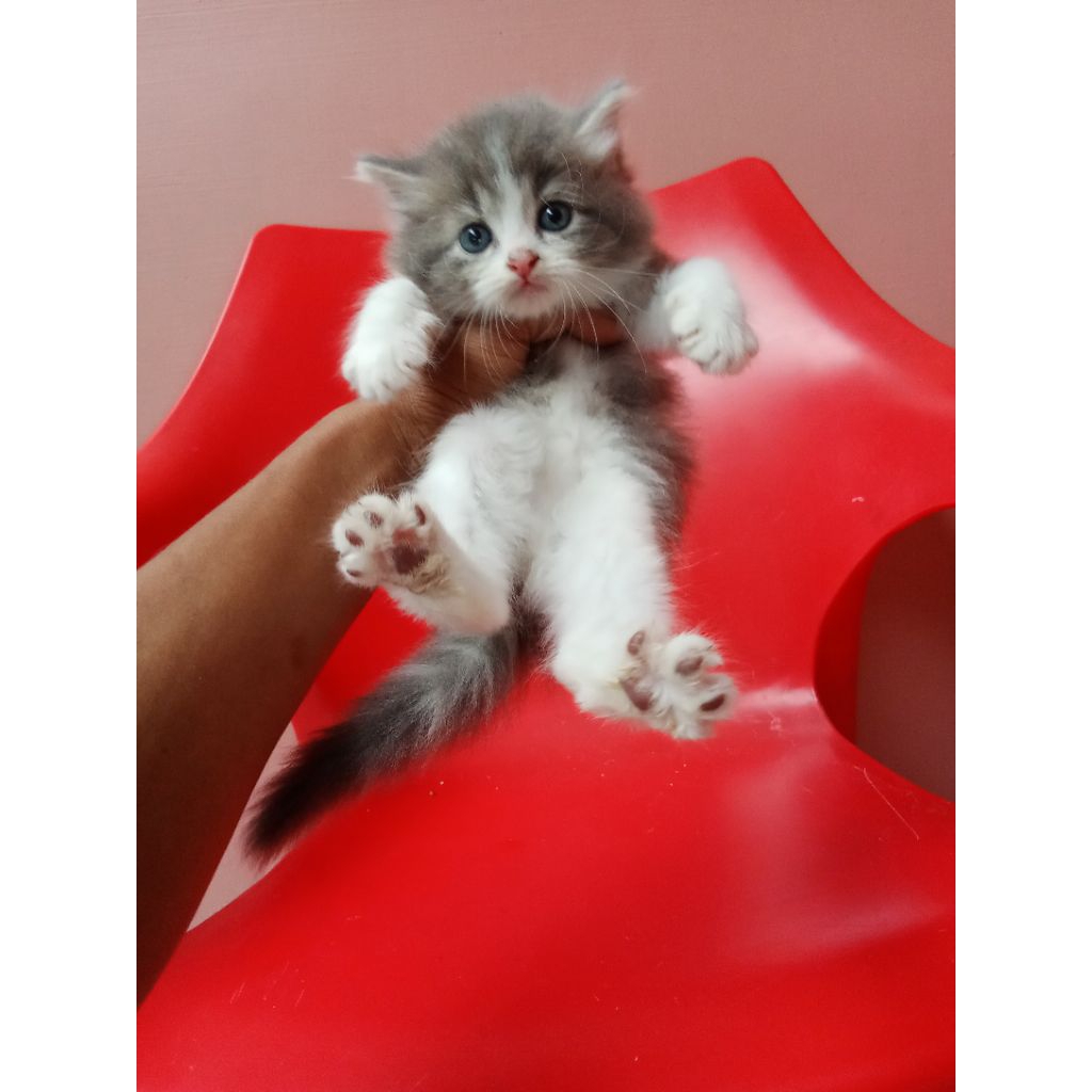 kucing Persia 2 bulan jantan ke 2 nyaa