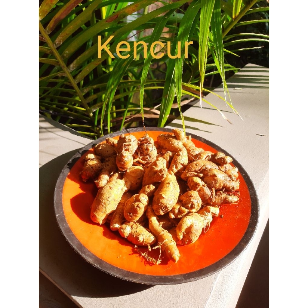 

Kencur / Cikur 500 Gram