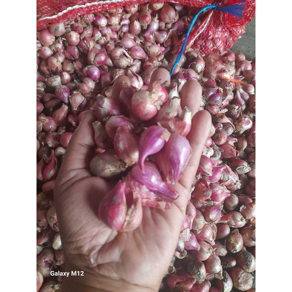 

Bawang Merah(kirim bersih) 950gr Segar Asli Pilihan Kualitas Unggul Untuk Masakan Harian Stok Banyak