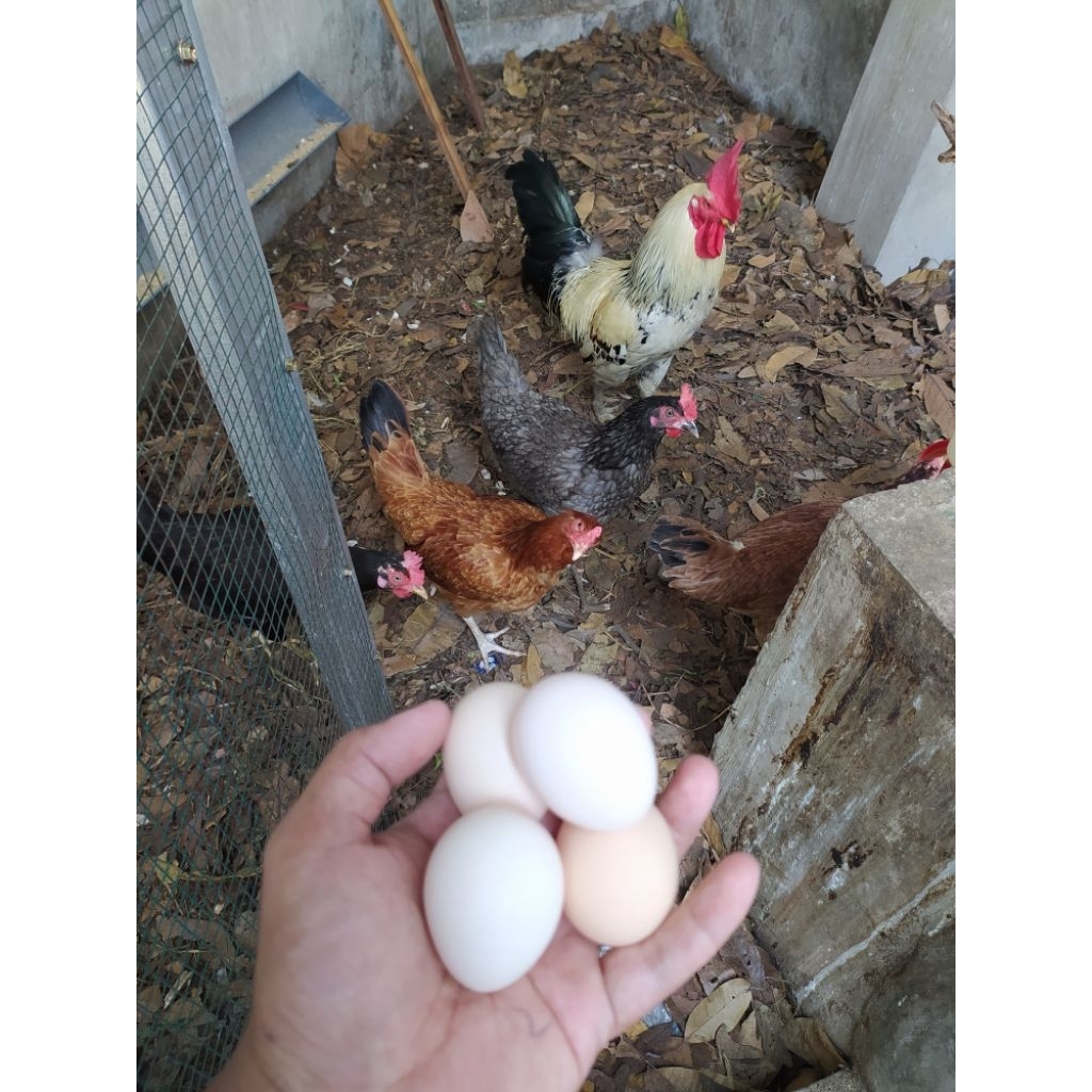 

TELUR AYAM KAMPUNG FRESH SETIAP HARI