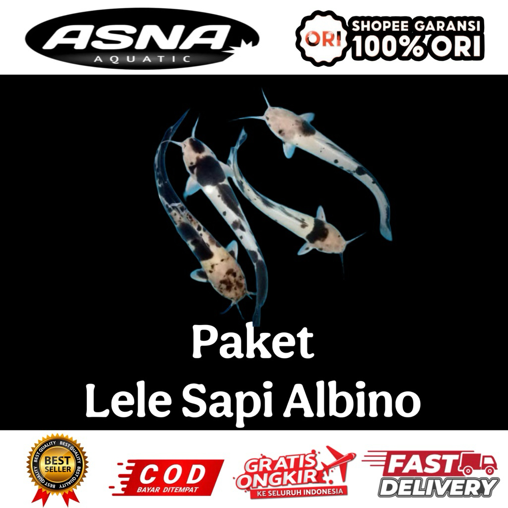 paket isi 5 lele albino sapi bergaransi hiasan aquarium