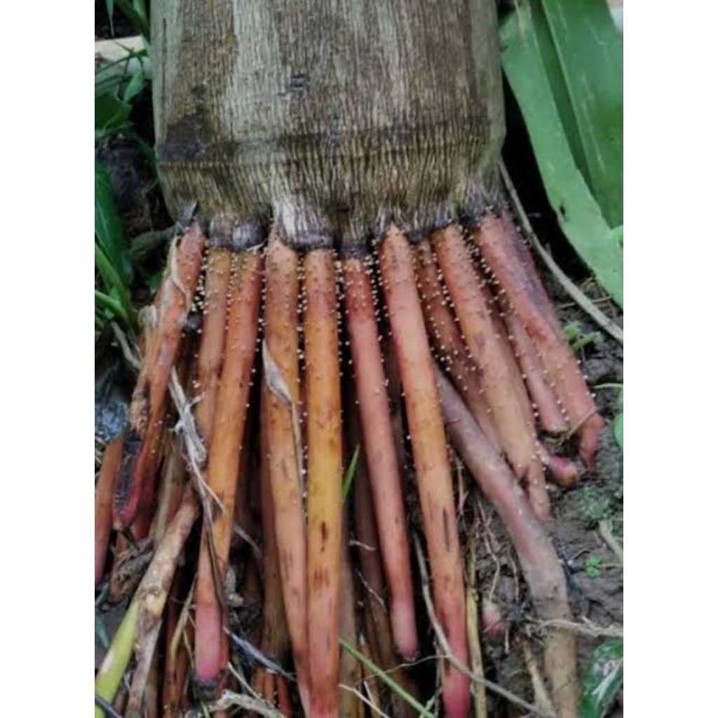 

akar pinang 1kg seger Fress promo harga hemat siap kirim