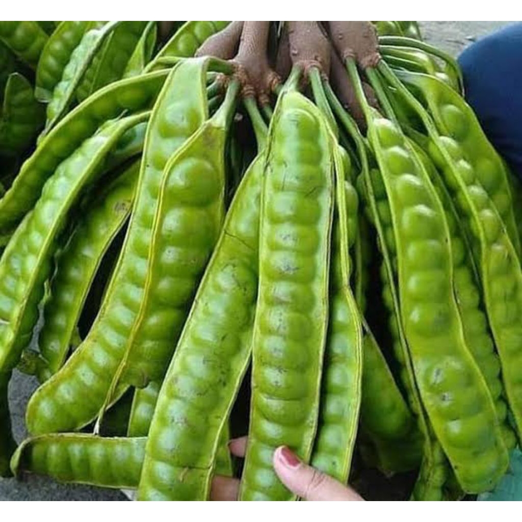 

Petai Tua Pete Segar isi 5 papan