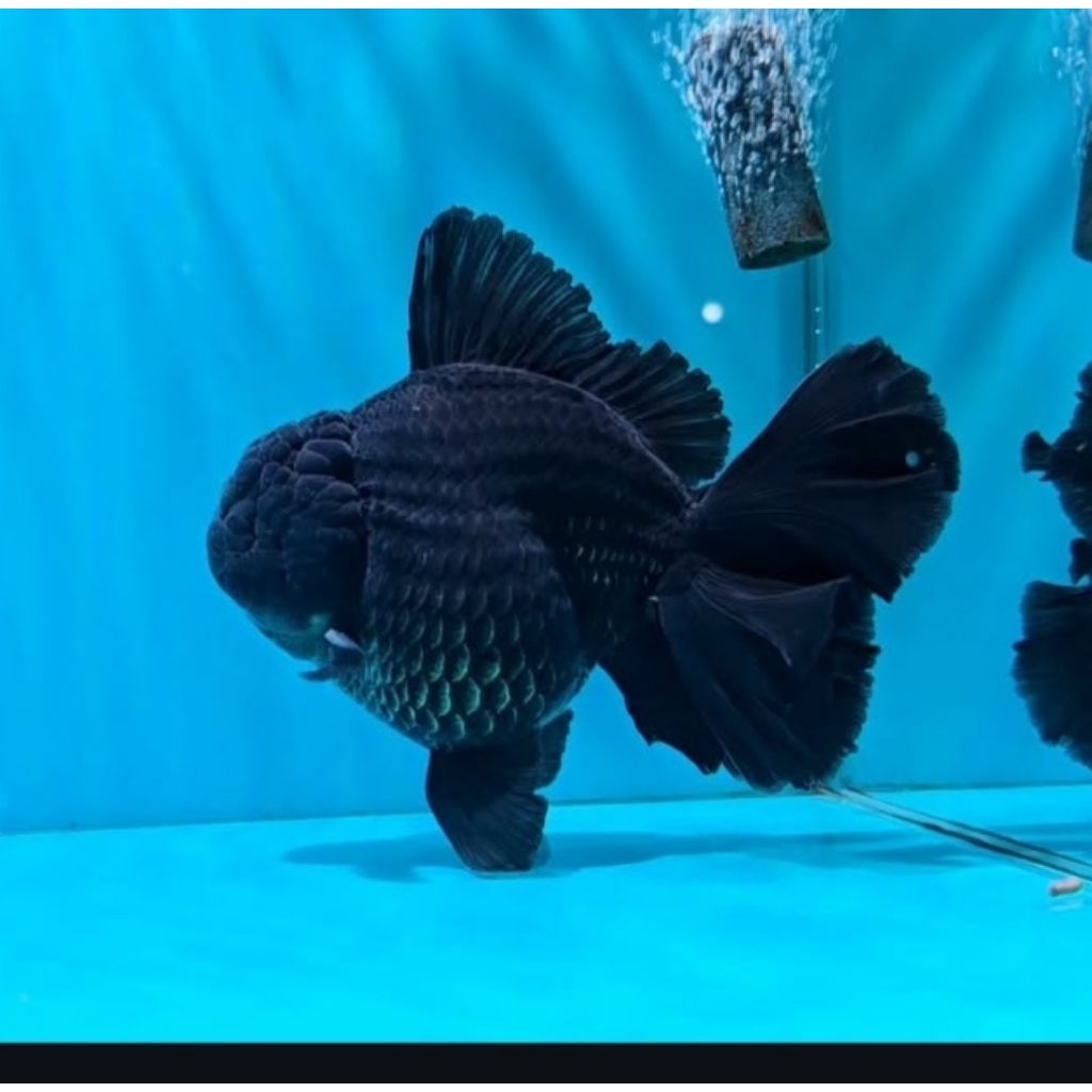 Oranda Rosetail Black Isi 3 pcs