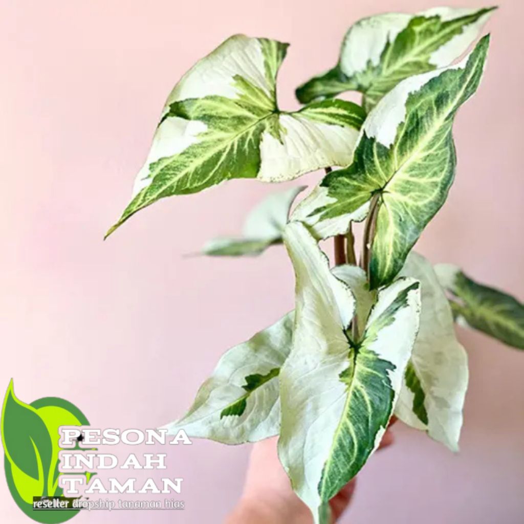 syngonium magic marble plant syngonium