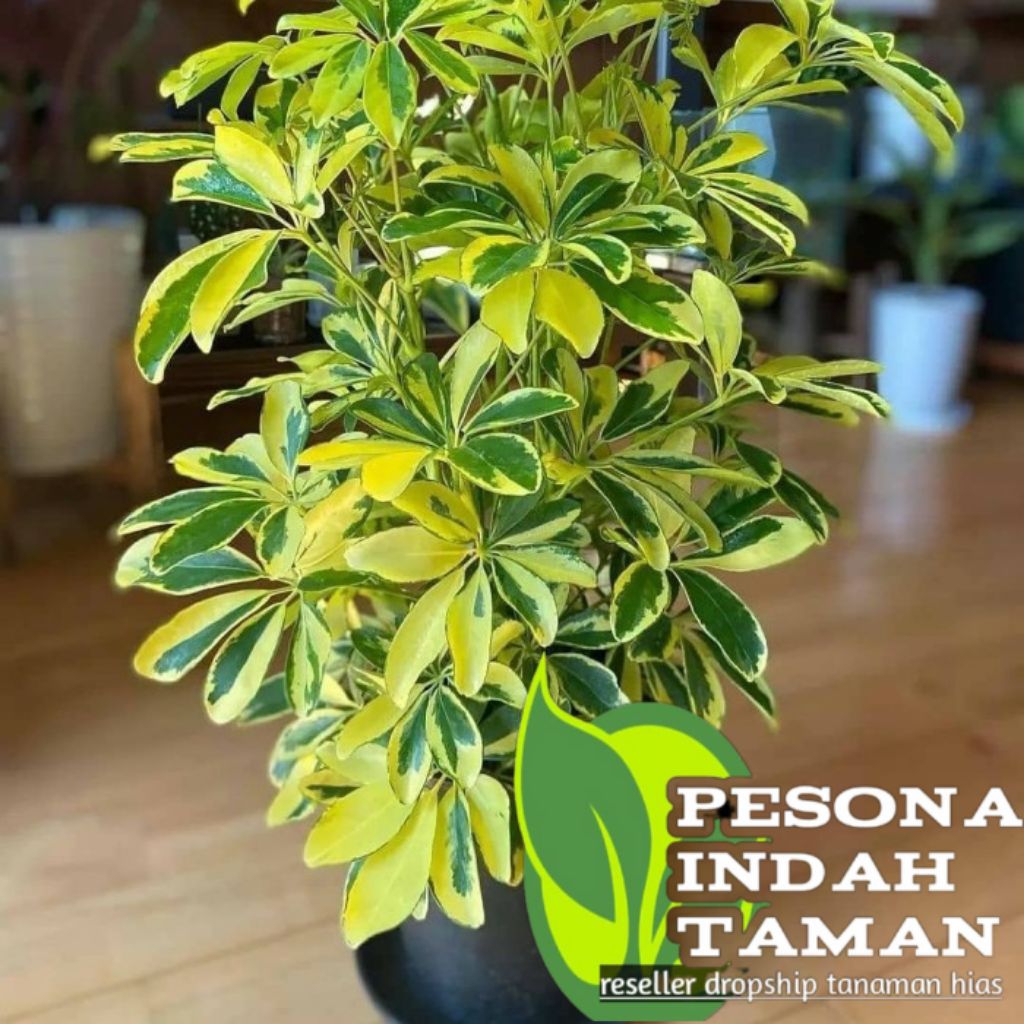 tanaman hias walisongo varigata-tanaman hias varigata