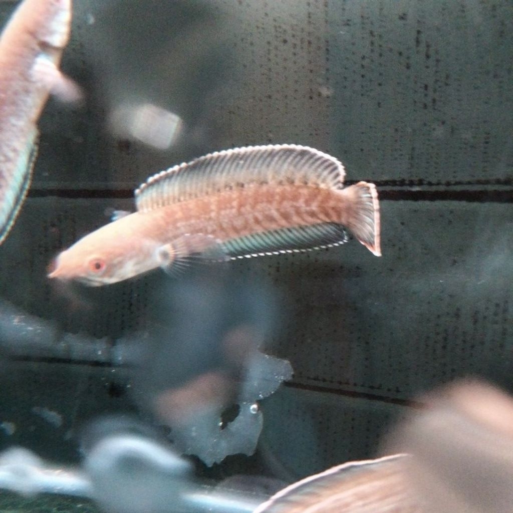 

stiker chana andrao kualitas gondrong rim super tebal