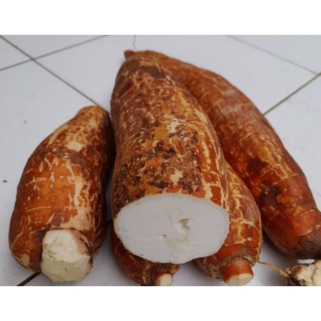 

Singkong Sapi Kuru Karihkil / Singkong Genderuwo Segar Per 500 Gr