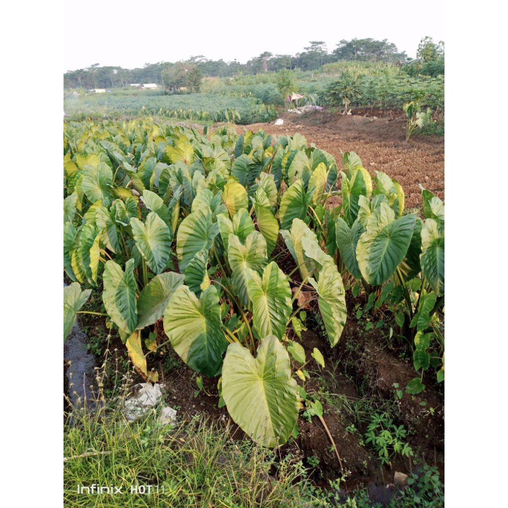 

bibit talas pratama 2/pratama super