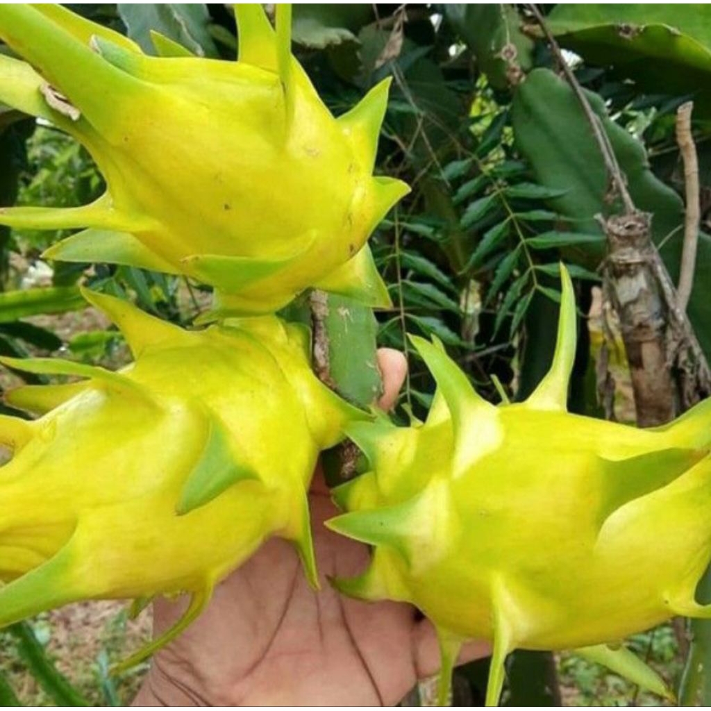 Buah naga kuning segar