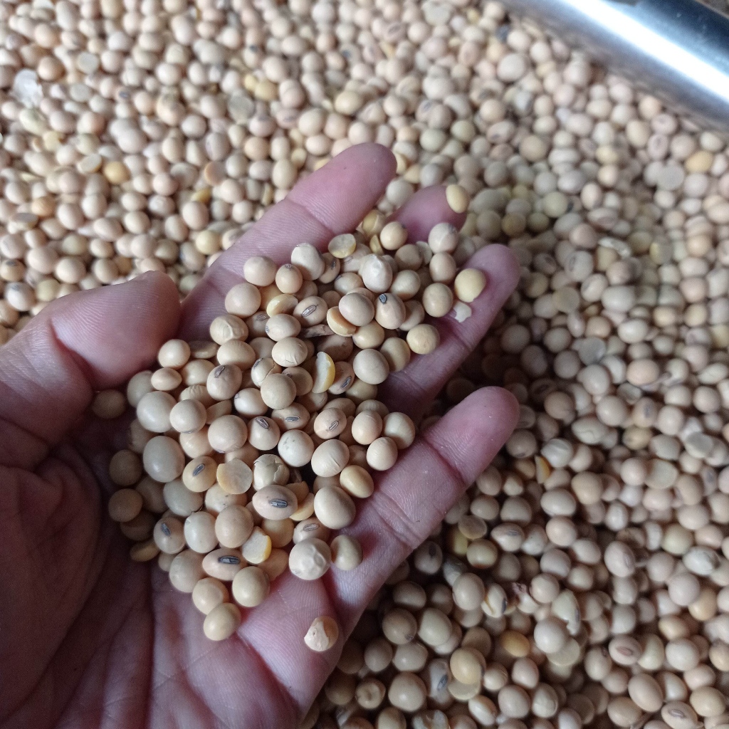 

Kacang Kedelai Super Grade - Biji Kedelai Mentah Per Kg