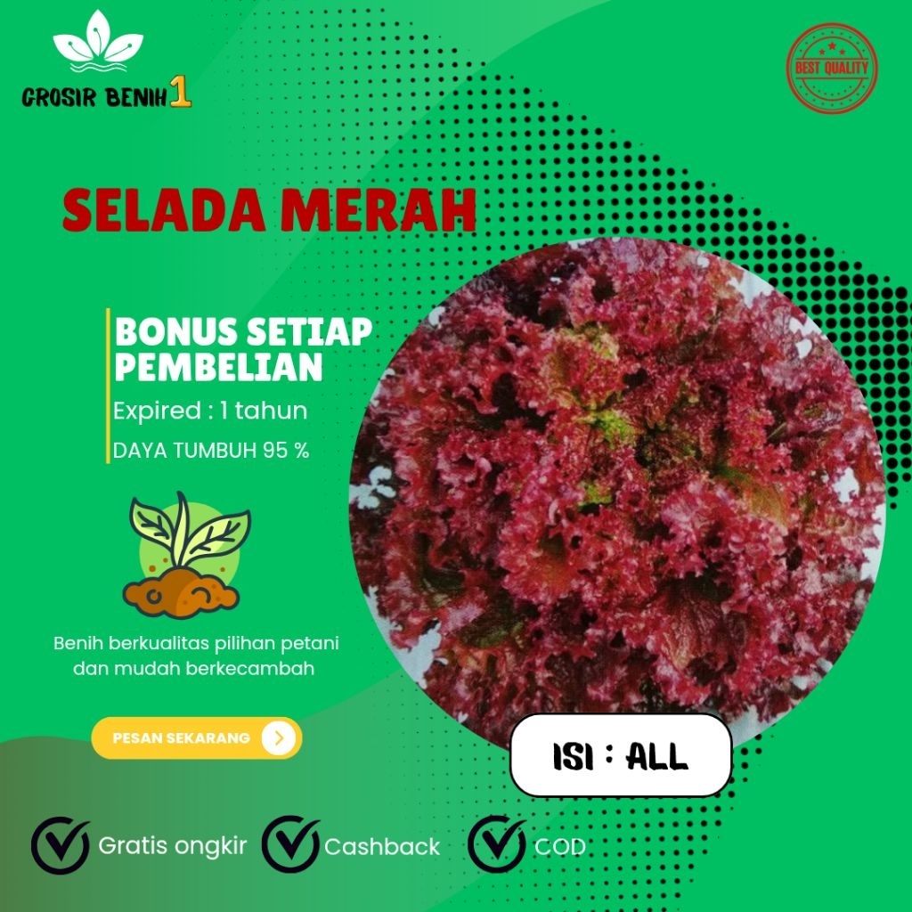 500 biji benih selada merah super mudah berkecambah>bonus di setiap pembelian