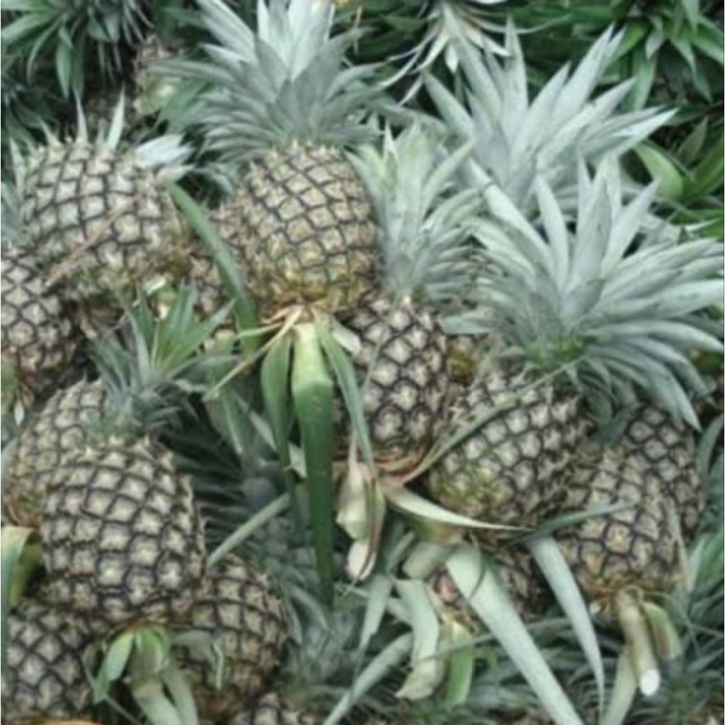 

NANAS MUDA FRESH ( BISA DIKUPAS GARING )