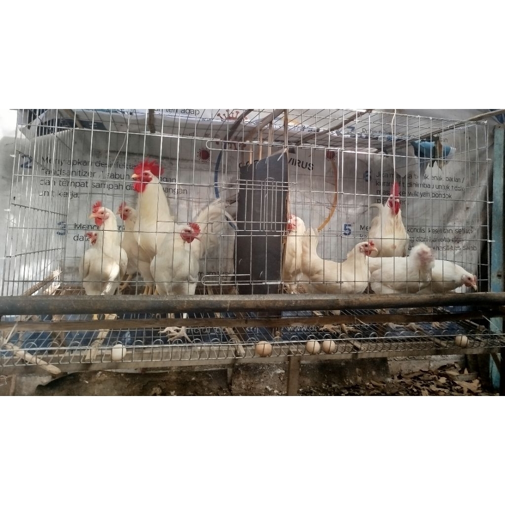

TELUR FERTIL AYAM KAMPUNG UNGGUL ELBA PUTIH GALUR MURNI