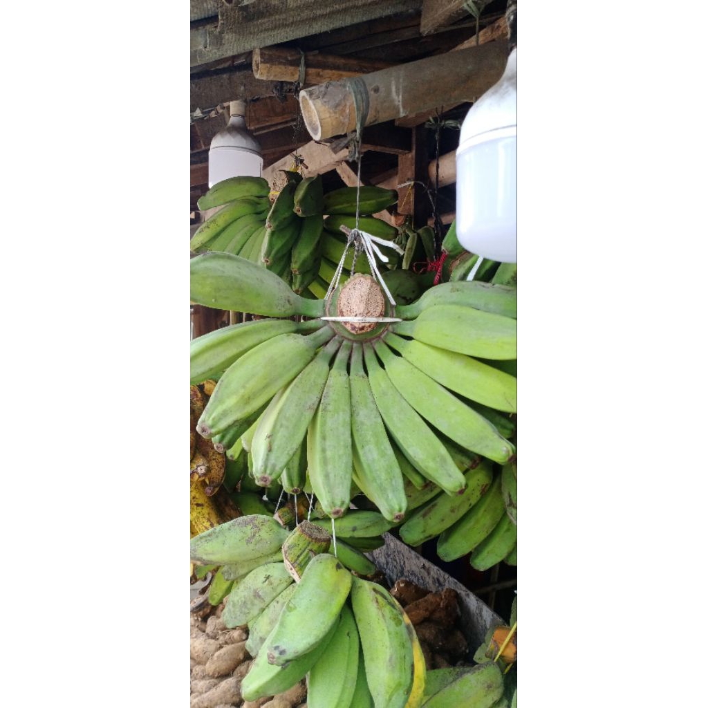 

pisangkepokmentah1kg