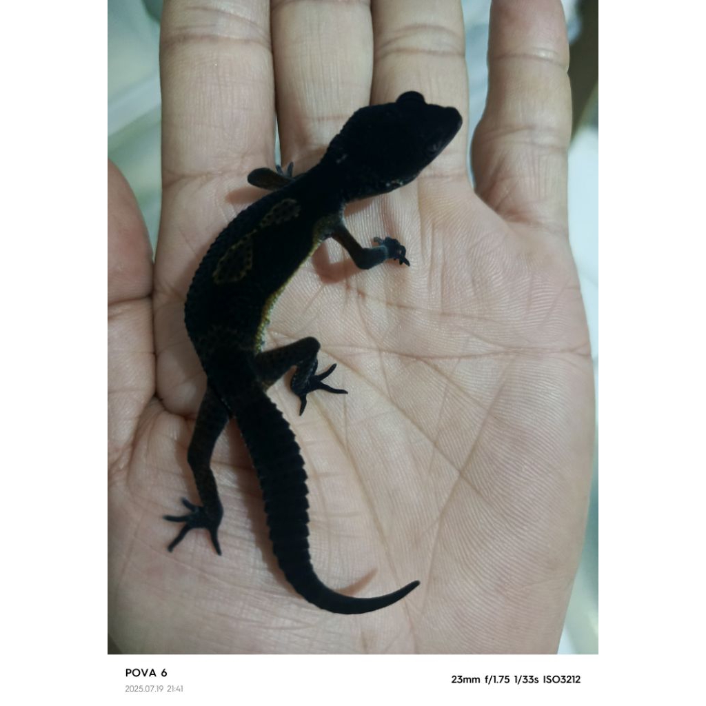 leopard mainan gecko, cocok buat anak anak dan remaja data aman