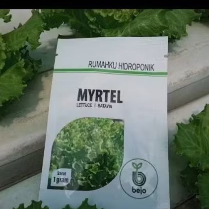 

Benih Selada Sonybel dan Myrtel