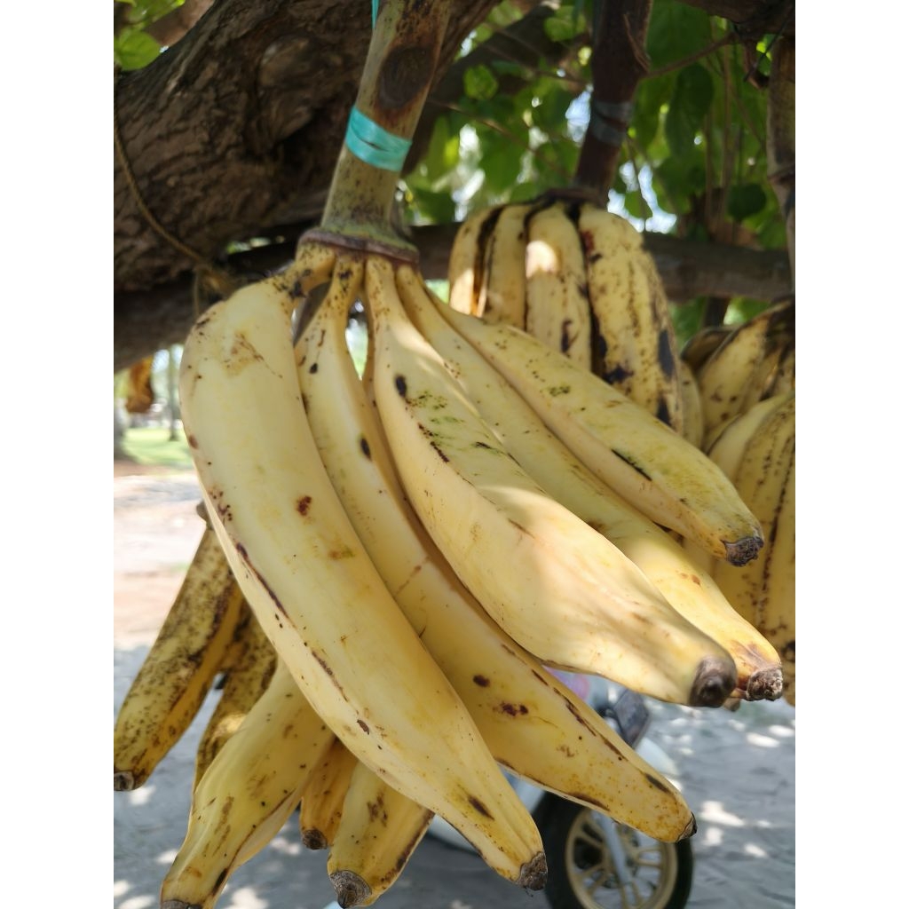 

pisang tanduk fresh mantap