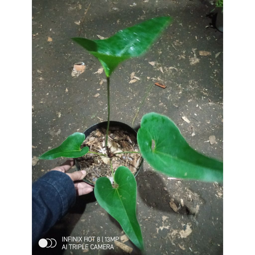 tanaman hias anturium corong