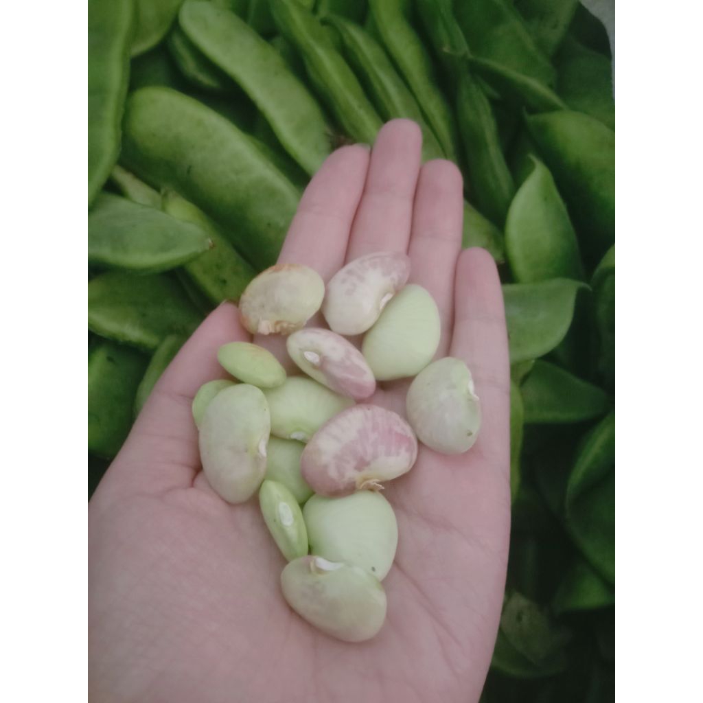 

Kacang Koro bethok kupas mentah 500gr