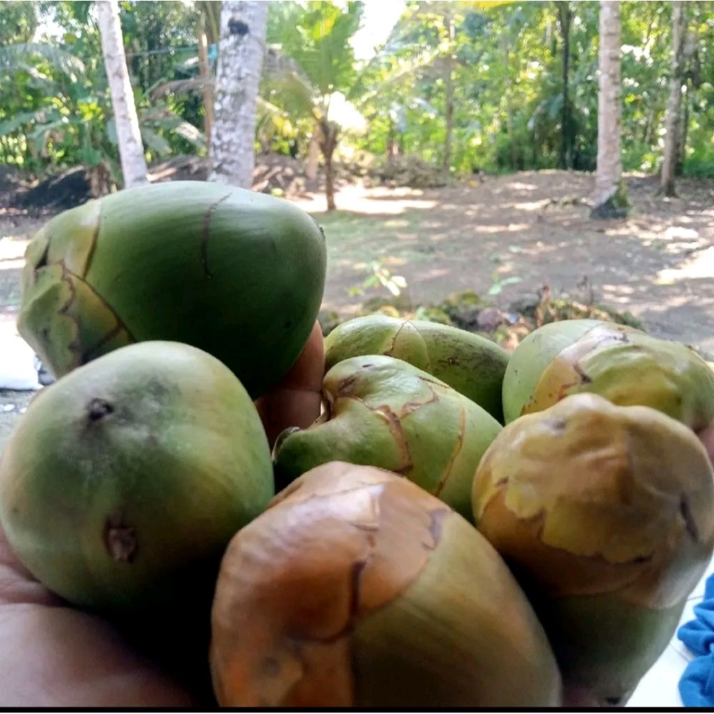 

Tembuluk Beluluk kelapa kecil 10 buah