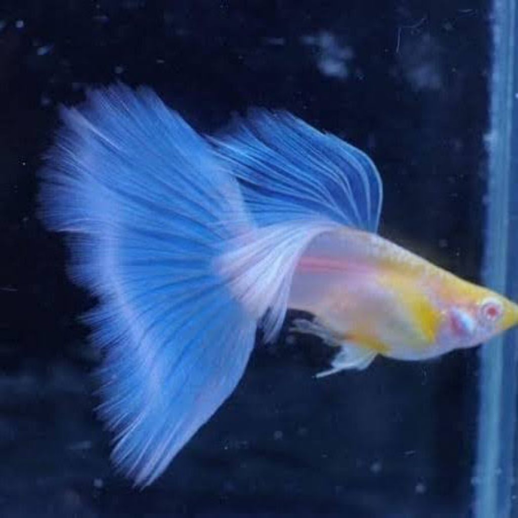 Hiasan Aquarium Ikan Guppy Sky Blue sepasang Indukan