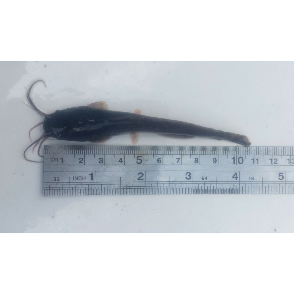 Bibit Ikan Lele Ukuran 10-11 cm / Siap Tebar / Berkualitas & Murah