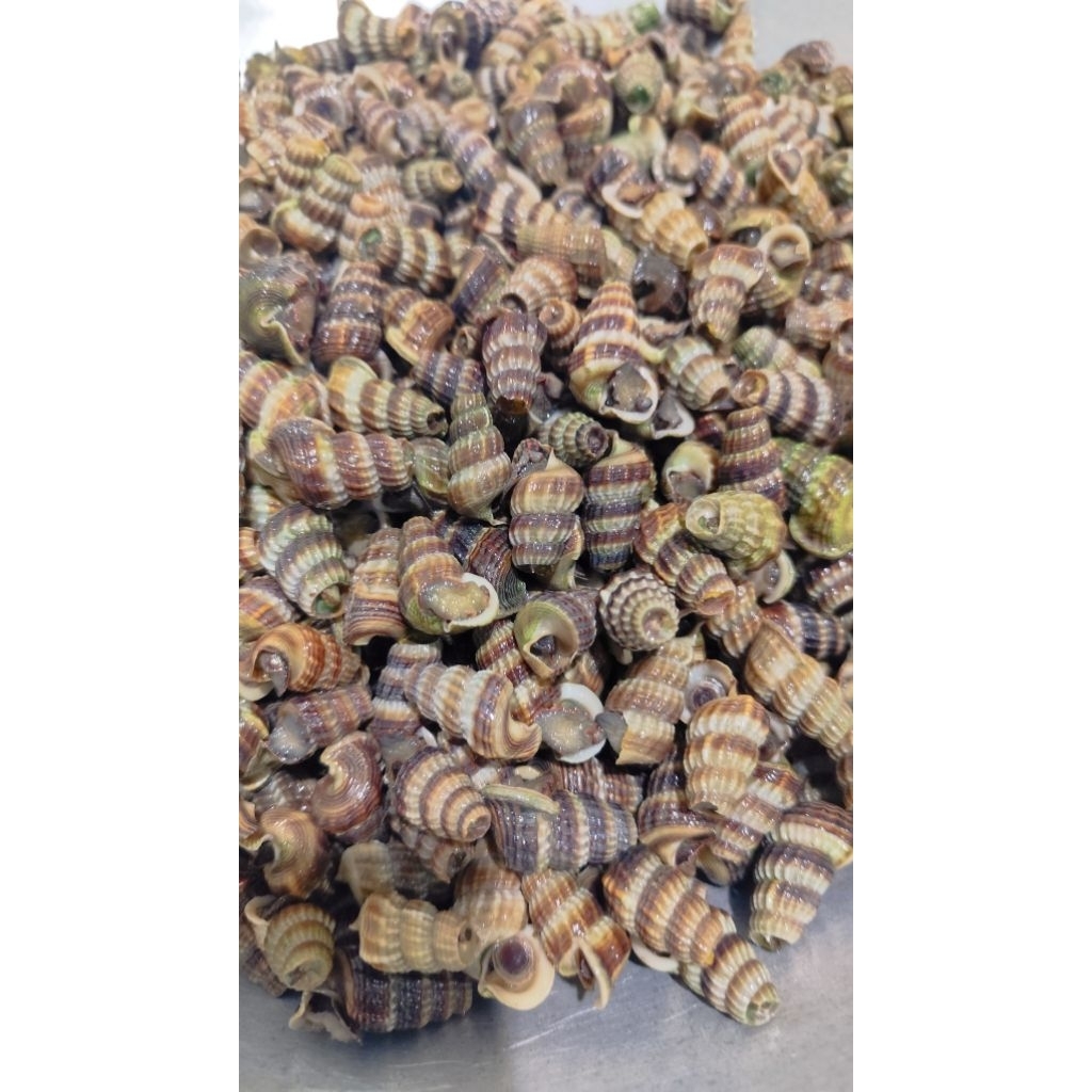 

Katanglo / keong nenek / tangkuyung mentah sudah bersih / di potong perkg