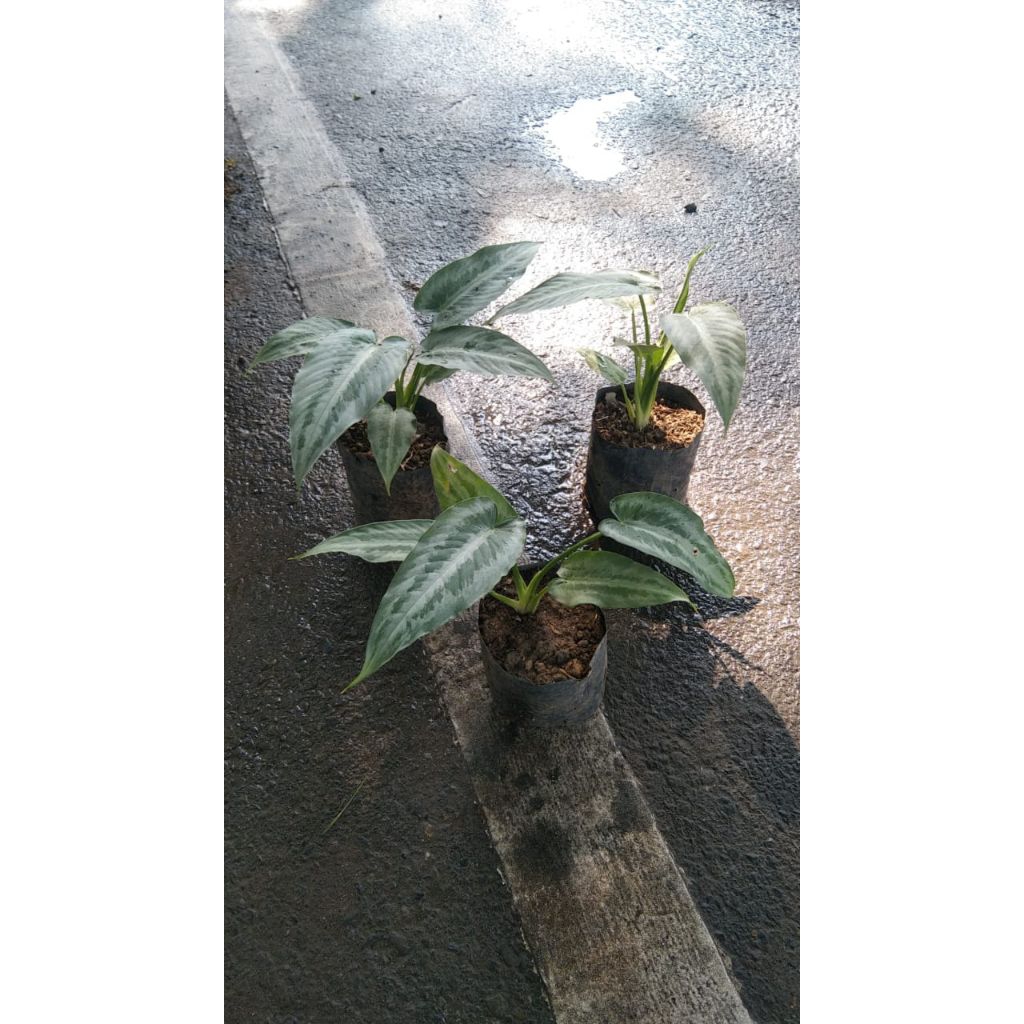 Homalomena schismatoglottis