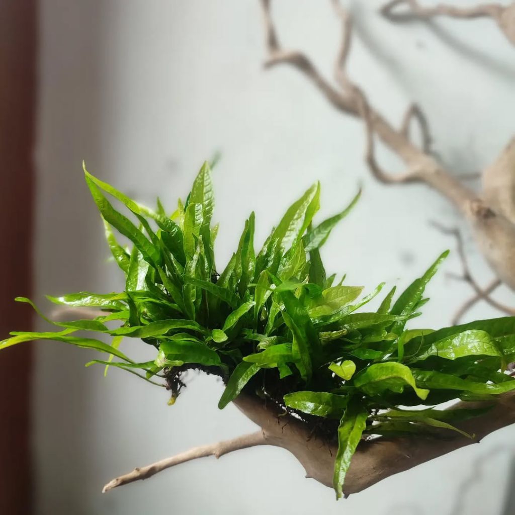 Kadaka java fern ( tanaman AQUASCAPE )
