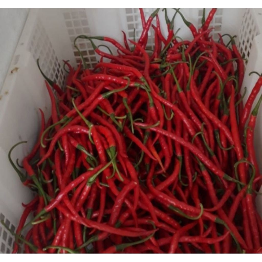 

cabe cabai merah keriting segar langsung dari petani 1kg