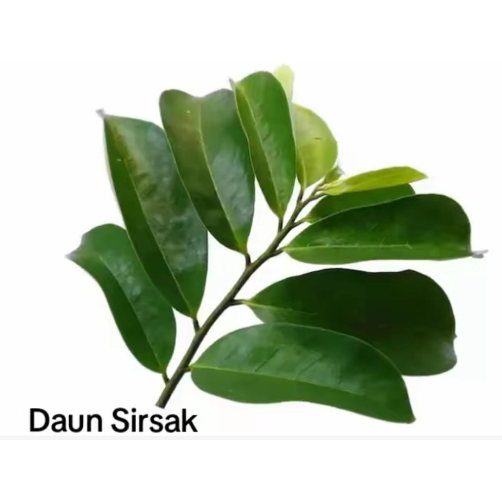 

100 LEMBAR DAUN SIRSAK SEGAR ORGANIK ( tanpa pestisida ) TERBAIK.