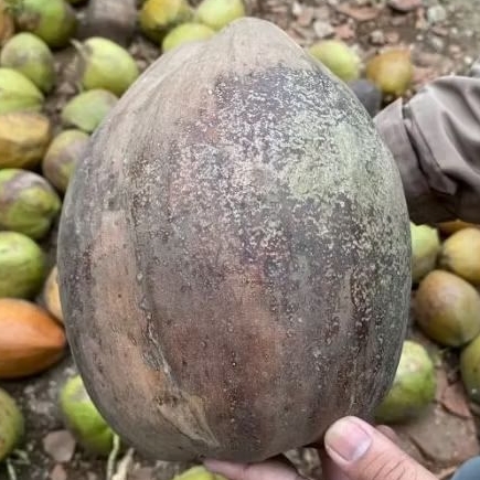 

Kelapa Tua Pasar harga murah meriah