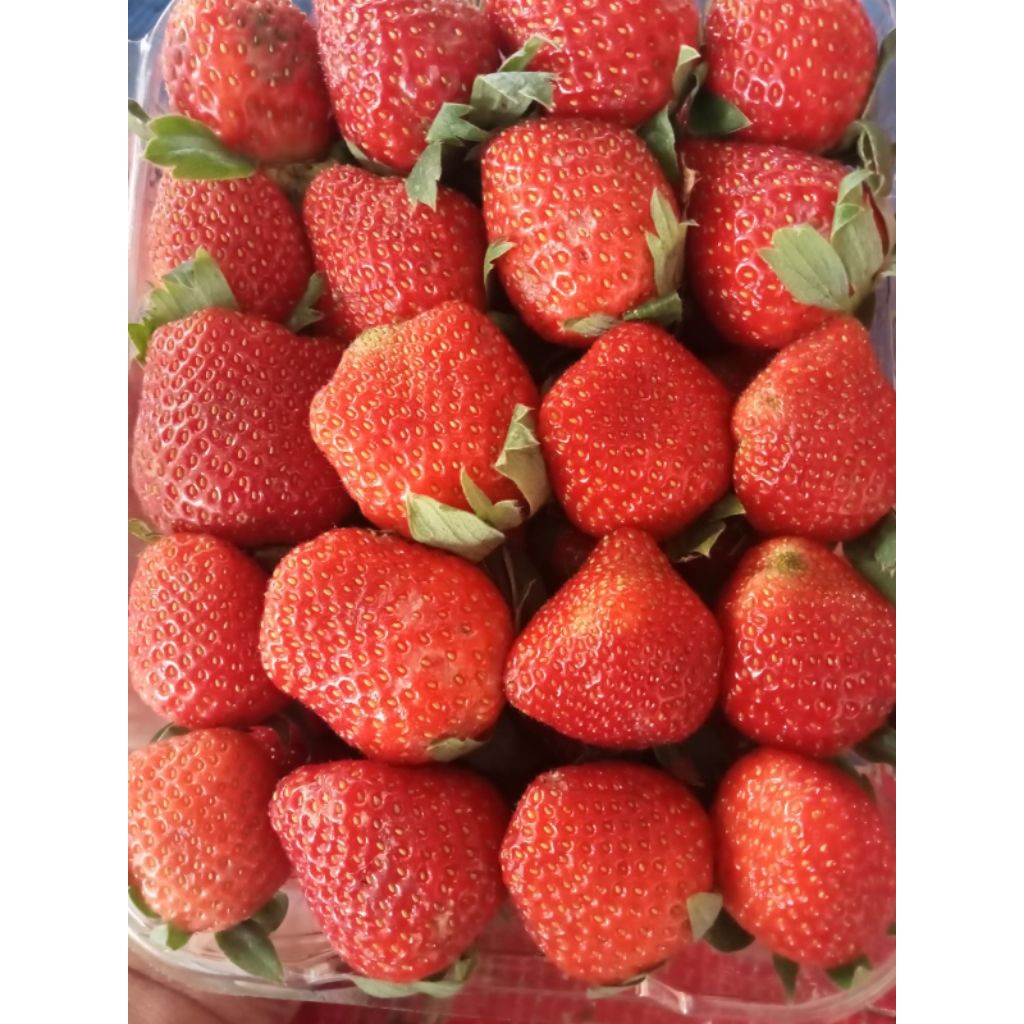 stroberi organik || strawberry manis segar