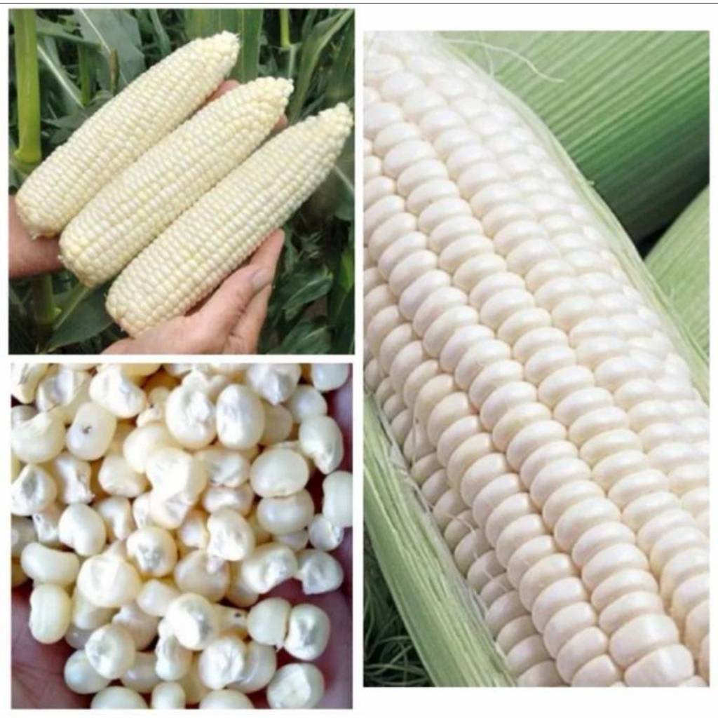 

Bibit #Benih Jagung Putih Ketan Manis Super Siap Tanam Mudah Tumbuh