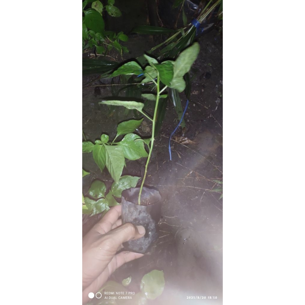 Bibit cabe hiyung ori 100% siap berbuah